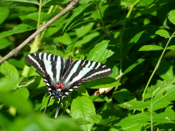Zebra Swallowtail (Protographium marcellus)