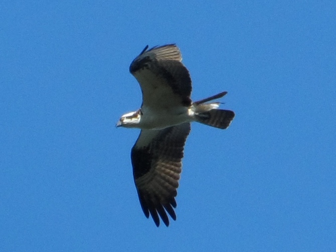 Osprey (Pandion haliaetus) in flight